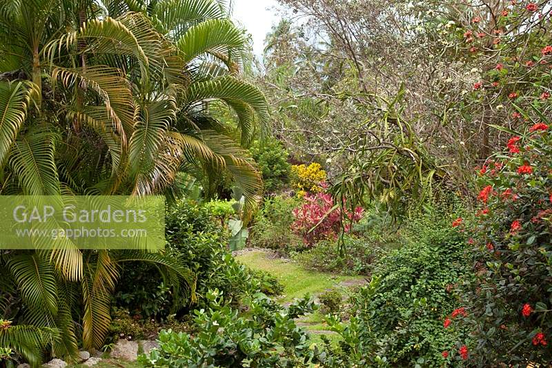 View through mature tropical garden