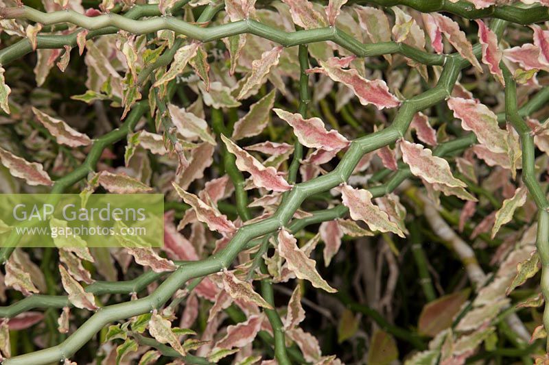 Euphorbia tithymaloides - formerly Pedilanthus tithymaloides 
