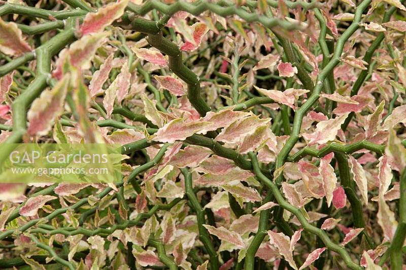 Euphorbia tithymaloides - formerly Pedilanthus tithymaloides

