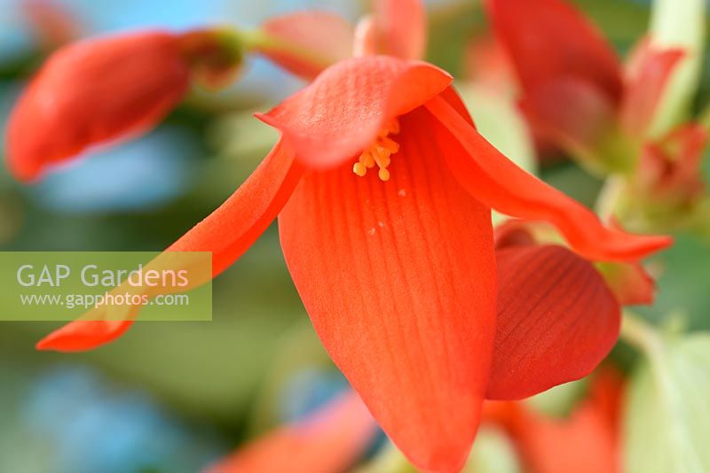 Begonia Boliviensis 'Starshine Orange'