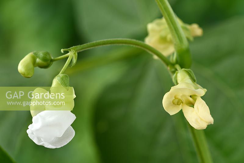 Phaseolus vulgaris 'Dulcina' - Dwarf French Bean - in flower 