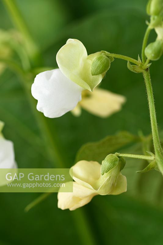 Phaseolus vulgaris 'Dulcina' - Dwarf French Bean - in flower