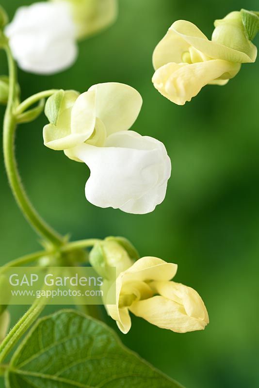 Phaseolus vulgaris 'Dulcina' - Dwarf French Bean - in flower