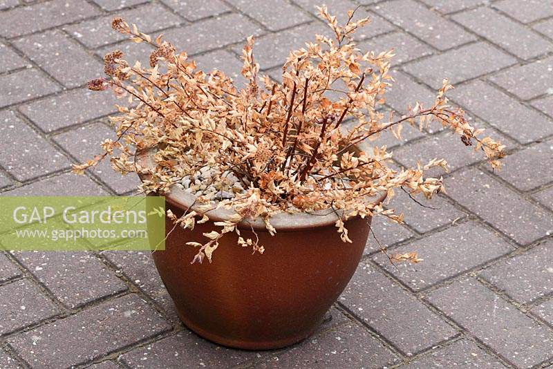 Dead shrub in plant pot that has suffered from lack of water - Spiraea Sparkling Champagne  'Lonspi'. 