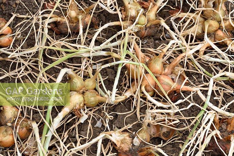 Allium cepa Aggregatum group Group 'Golden Gourmet' - Shallot 'Golden Gourmet'