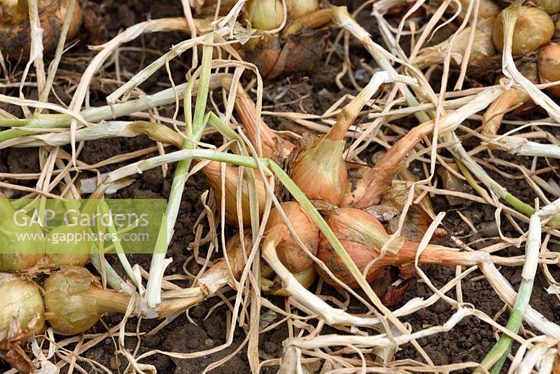 Allium cepa Aggregatum group Group 'Golden Gourmet' - Shallot 'Golden Gourmet'
