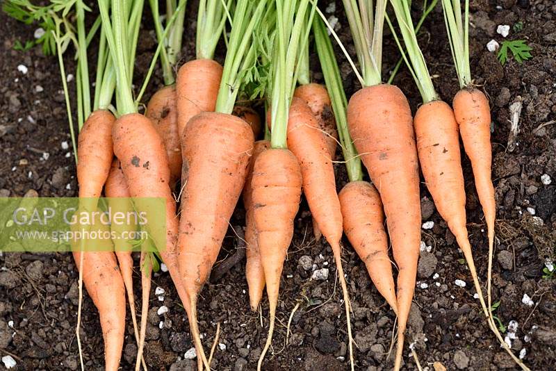 Daucus carota  'Short 'n Sweet'  syn.  'Burpees Short n Sweet' - carrot, 
lifted carrots lined up on the ground