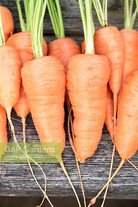 Daucus carota  'Short 'n Sweet' syn.  'Burpees Short n Sweet'  - carrot, washed carrots lined up on deck
