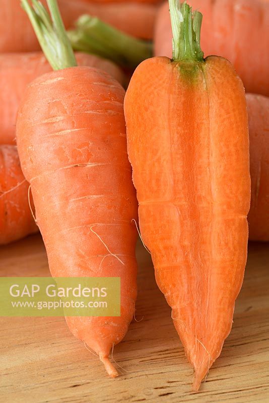 Daucus carota  'Short 'n Sweet'  Carrot  syn.  'Burpees Short n Sweet' - carrot,
lifted carrots washed and one cut in half vertically