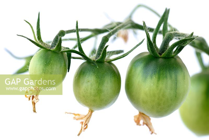 Solanum lycopersicum 'Tumbling Tom Red' - Cherry tomato 'Tumbling Tom Red'
