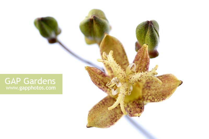 Tricyrtis latifolia - toad lily, buds and flower