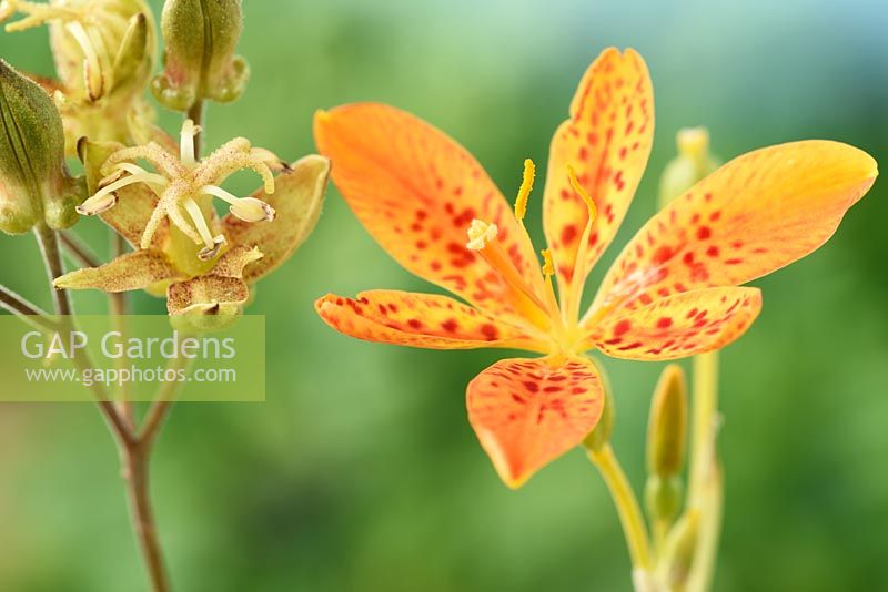 Tricyrtis latifolia - Toad lily and Iris domestica - Blackberry Lily 