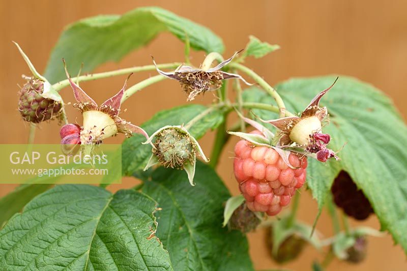 Rubus idaeus - Raspberry Fruit eaten by birds  