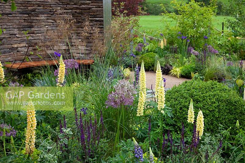 Salvia officinalis, Lupins, and Allium in the Cruse Bereavement Care: A Time for Everything Show Garden 
