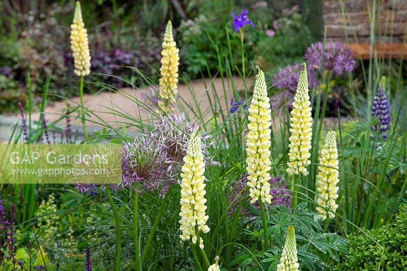 The Cruse Bereavement Care: A Time for Everything Show Garden, planting detail of Lupinus - lupin and Allium


