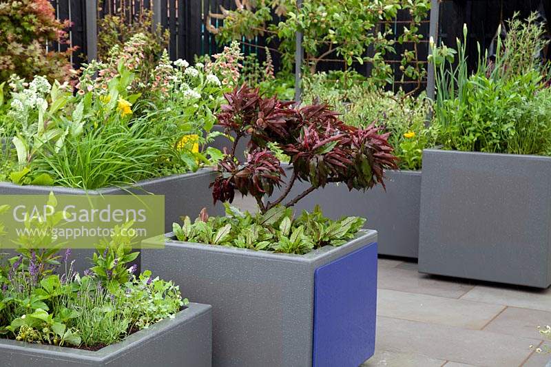 The Moveable Feast Garden - raised beds with mixed planting of herbs, flowers and fruit and vegetables