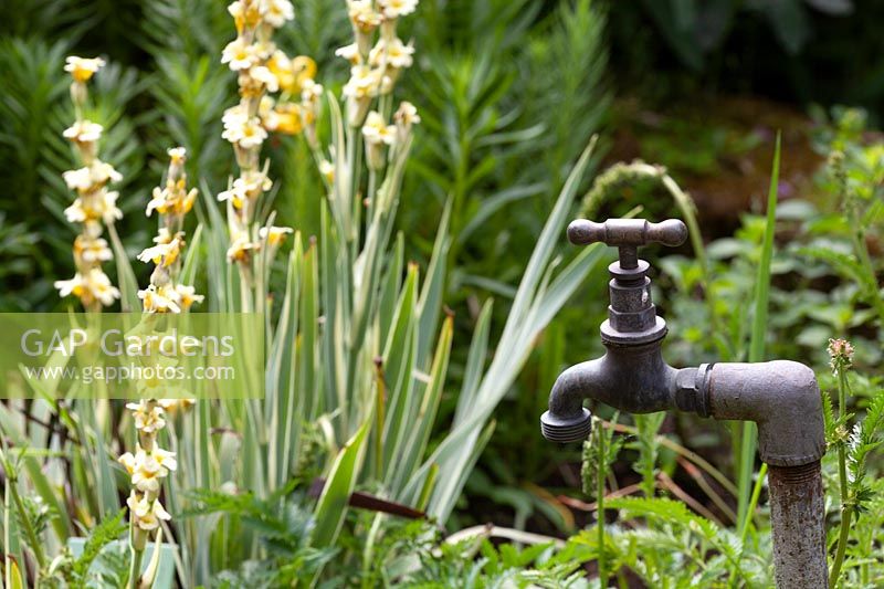 Garden tap near flower bed