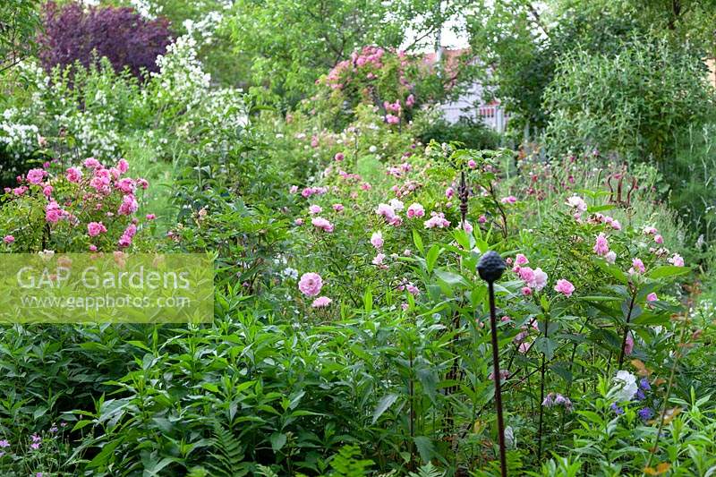 Mixed border with Rosa - roses