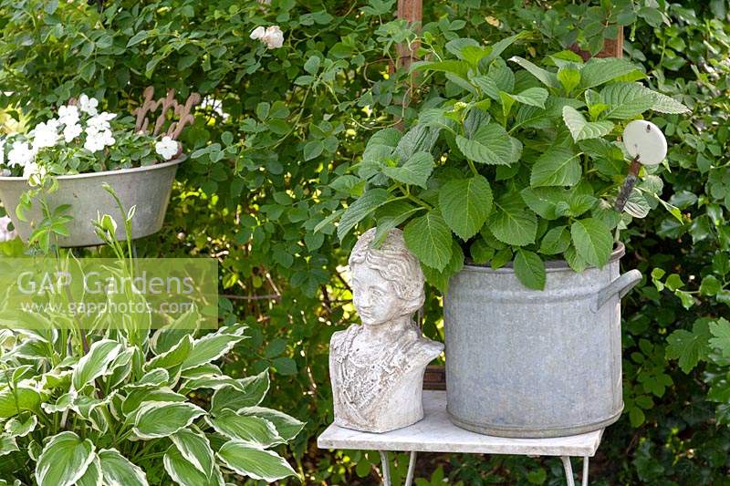 Vintage garden decorations with tin pots and woman's bust, all set amongst garden greenery including variegated Hosta