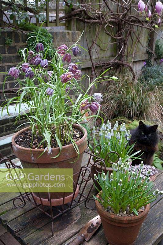 Fritillaria meleagris - Snake's head fritillary in clay pot on wooden table, with Muscari 'Peppermint', copper trowel and black cat. 