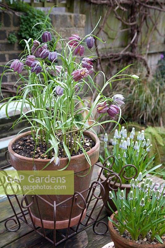 Fritillaria meleagris - Snake's head fritillary in clay pot on wooden table, with Muscari 'Peppermint'