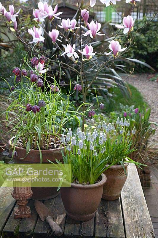 Fritillaria meleagris - Snake's head fritillary in clay pot on wooden table, with Muscari 'Peppermint', Copper trowel, and flowering Magnolia in background. 