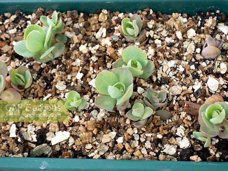 Sedum - young plantlets growing on on plastic tray. 
