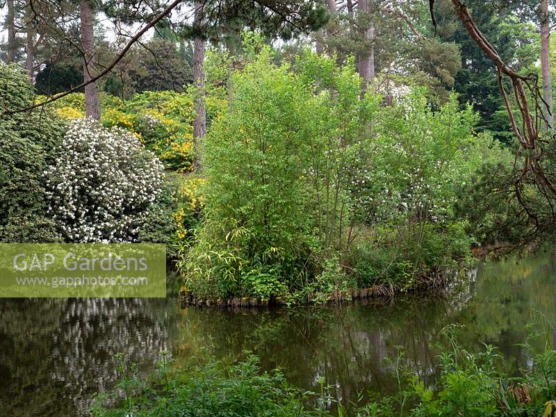 Leonardslee Gardens and Lakes after restoration work, West Sussex, UK.