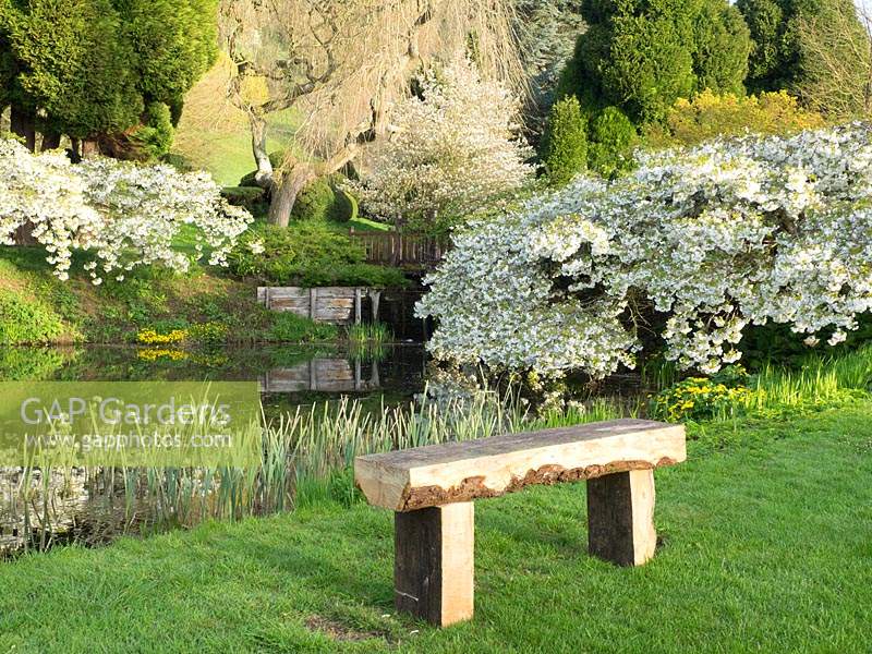 Rustic wooden bench with view across the lower lake, with large trees of Prunus shirotae hanging like clouds above the water. 