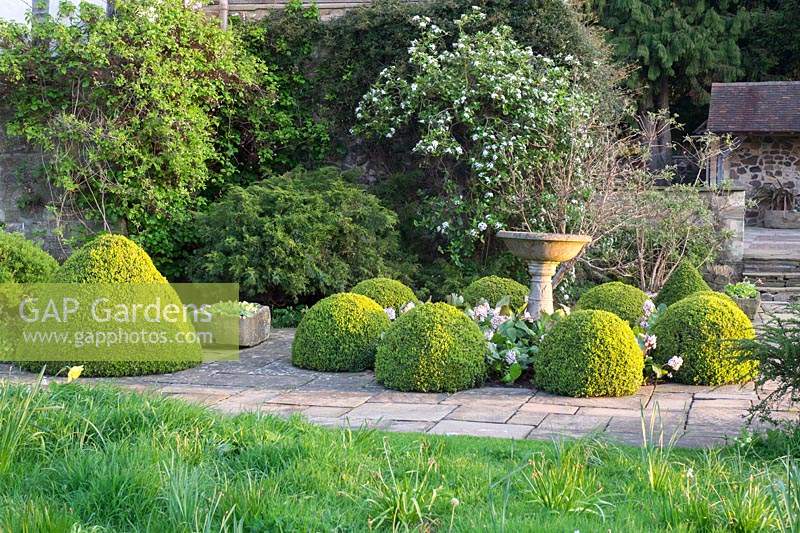 A stone bird bath surrounded by Buxus - Box spheres by the lawn at sunrise.
