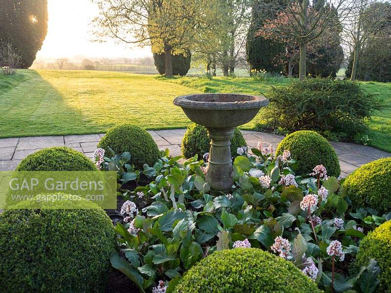 A stone bird bath surrounded by Buxus - Box spheres by the lawn at sunrise.