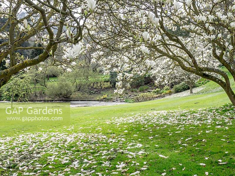 Magnolia Ã— soulangeana - Saucer magnolia - dropping white petals onto grass beneath. 