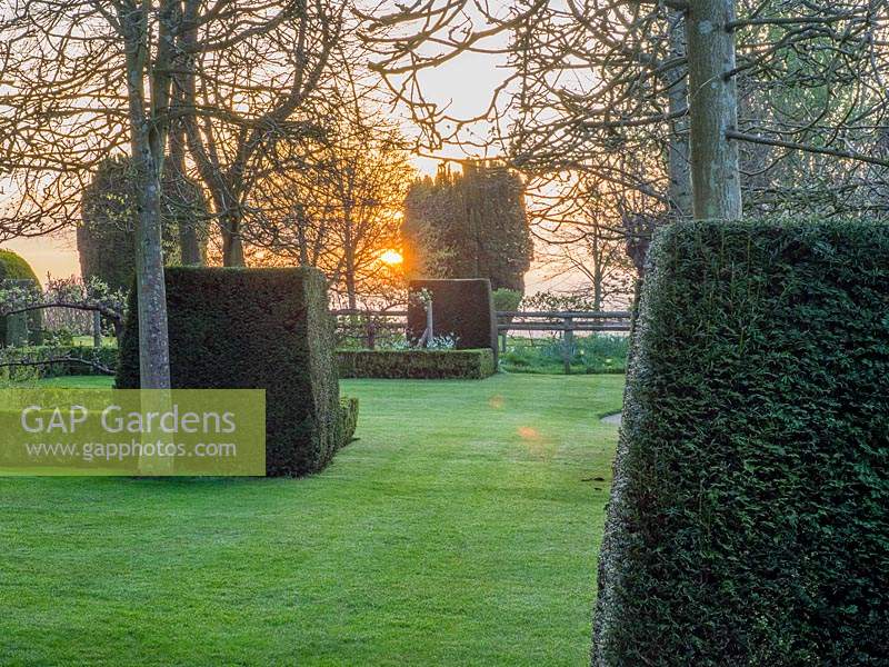 Sunrise over the Taxus - Yew topiary cubes.