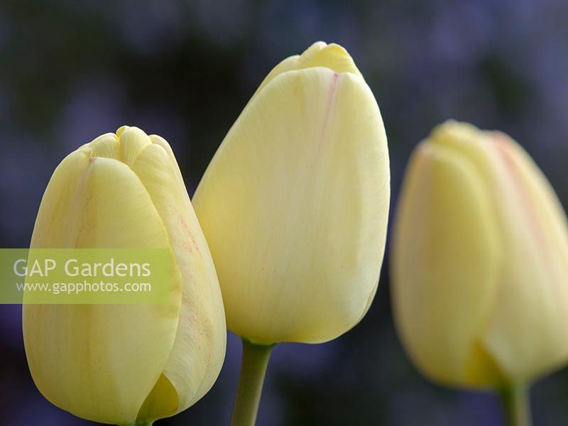 Tulipa - Pale lemon tulips
