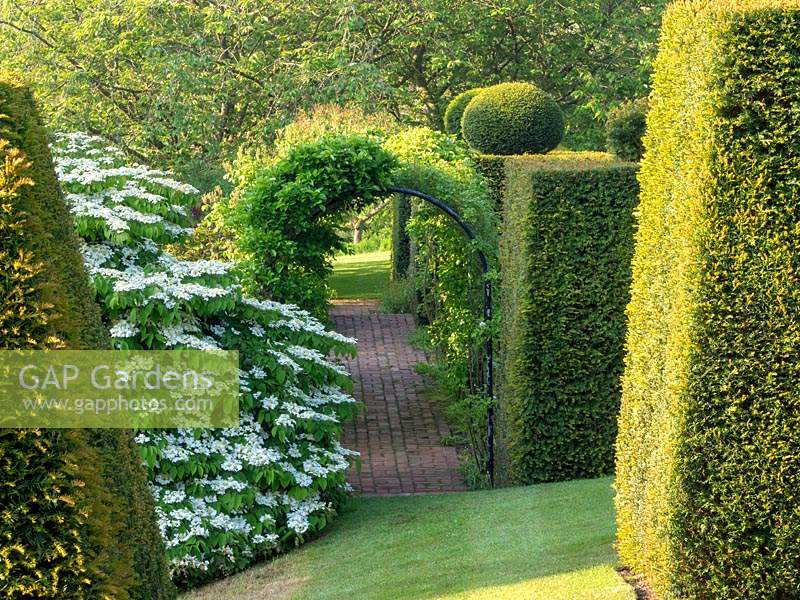 The rose garden path with large block of Taxus - Yew topiary.