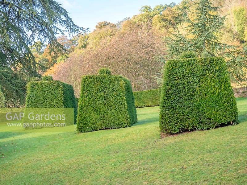 Cube and globe topiary in formal garden. 