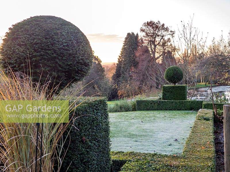 Frost covered Taxus - Yew and Buxus - Box topiary. 