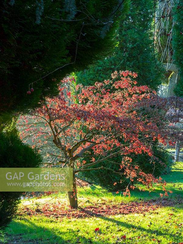 Acer palmatum - Japanese Maple - retaining red leaves into winter.
