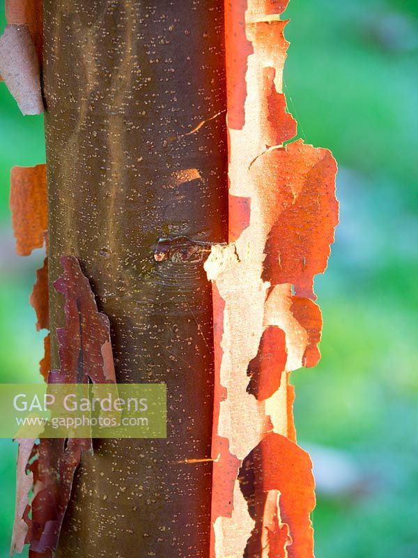 Acer griseum - Paperbark Maple
 
