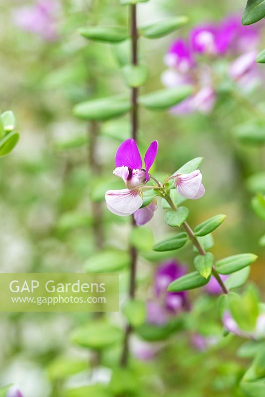 Polygala myrtifolia var. grandiflora - Sweet pea bush