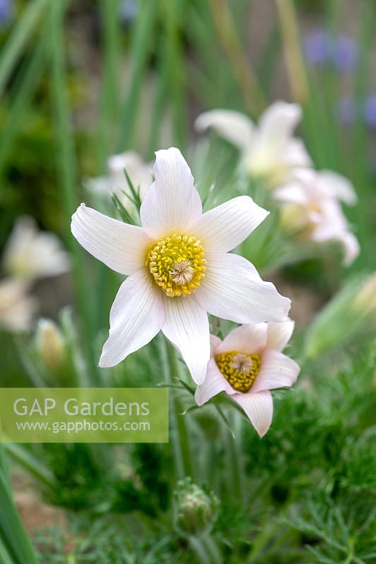 Pulsatilla vulgaris 'Alba' - White Pasqueflower