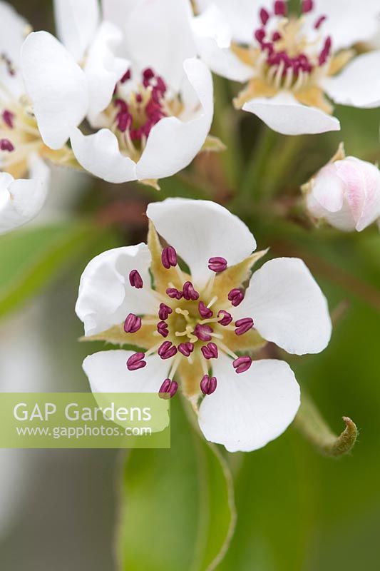 Pyrus communis 'Josephine de malines' - Pear 'Josephine de Malines' blossom 
