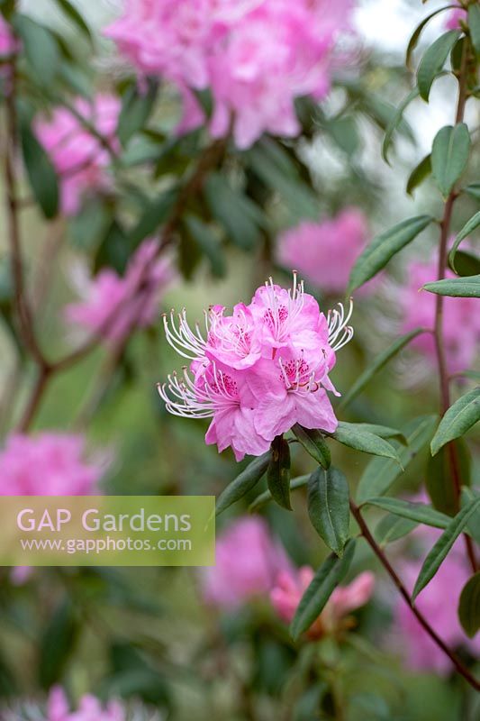 Rhododendron davidsonianum Bodnant form