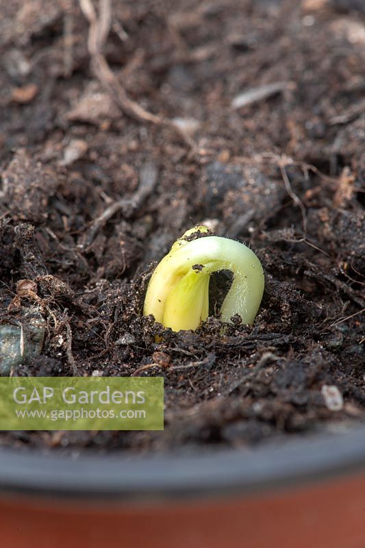 Cucurbita pepo - Sprouting cougette seedling in Compost. 