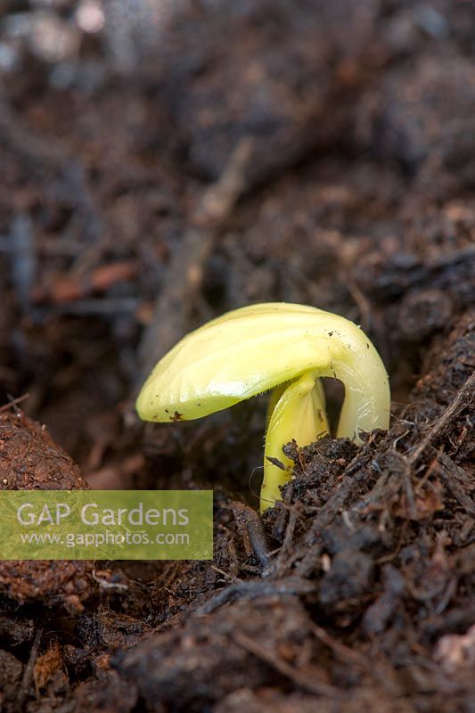 Cucurbita pepo - Sprouting courgette seedling in Compost. 