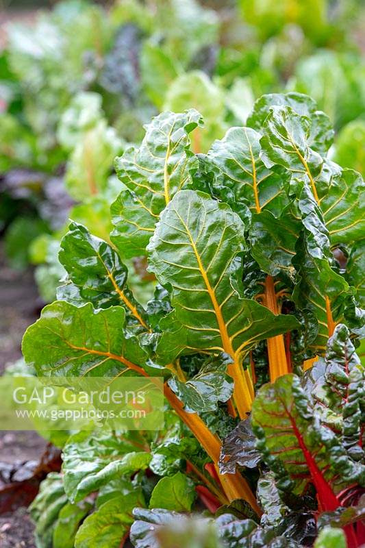 Beta vulgaris - Swiss chard 'Bright lights' in a vegetable garden. 