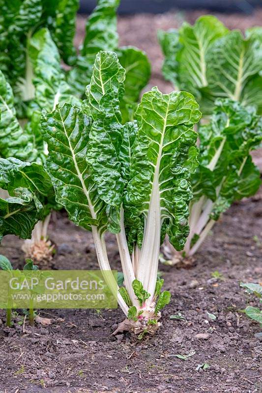 Beta vulgaris - Swiss chard 'Fordhook Giant' in a vegetable garden 