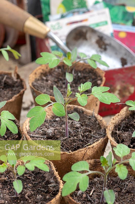 Solanum lycopersicum - Tomato seedlings in biodegradable pots
