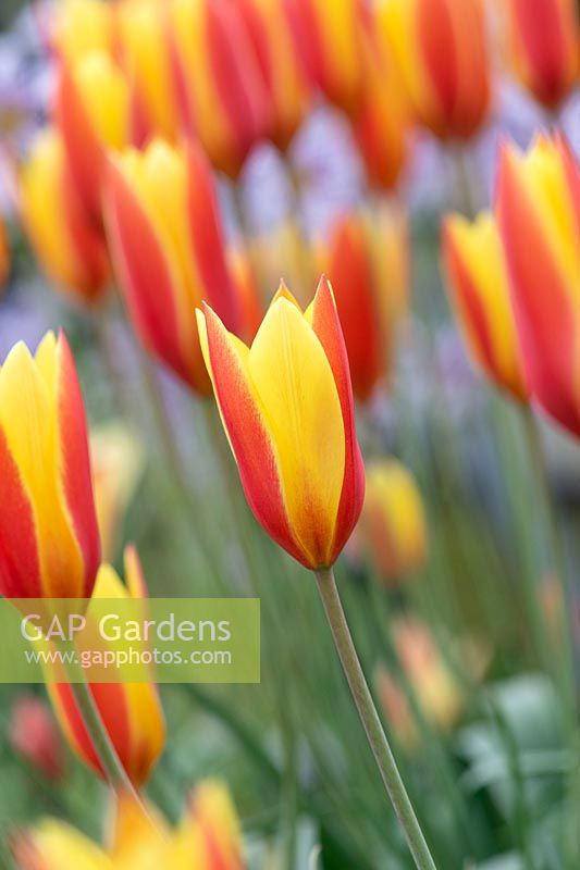 Tulipa clusiana var. chrysantha 'Tubergen's Gem' - tulip 