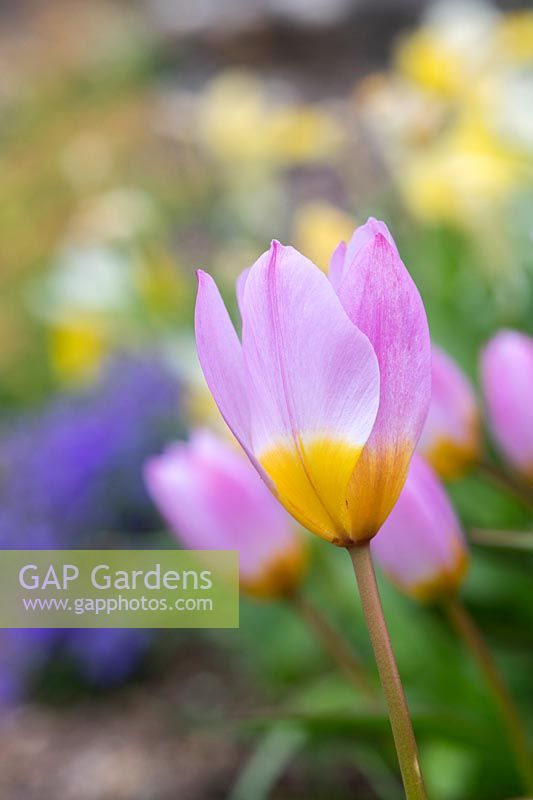 Tulipa saxatilis 'Lilac wonder' - Candia tulip 'Lilac Wonder'
